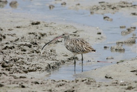 Eastern Curlew Numenius madagascariensis EPBC Act: Critically Endangered and Migratory; NC Act: Endangered